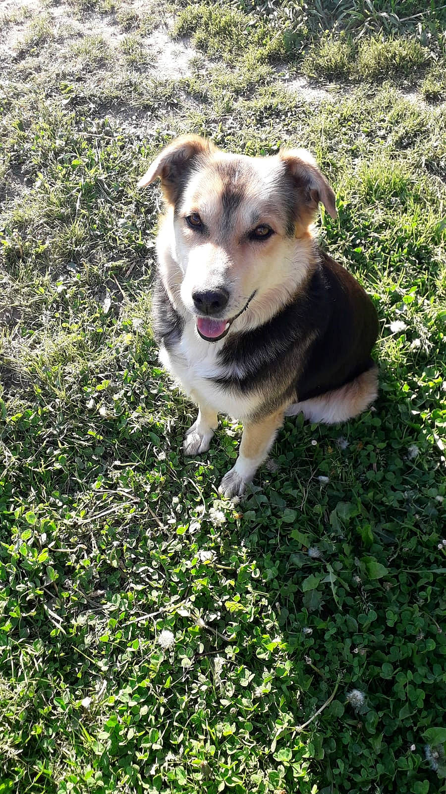 Calypso participe au concours pour gagner de l'argent avec cette photo : canidae, carnivore, companion_dog, dog, dog_breed, grass, labrador_husky, mammal, plant, rare_breed_dog, siberian_husky, sled_dog, sporting_group, vertebrate, wolfdog