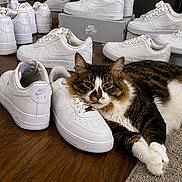 Duke joined the competition — help win amazing prizes! cat, sneakers, nike_air, white_shoes, wooden_floor, relaxed_cat, shoe_collection, indoor, pet, feline, flooring, casual, footwear, resting, cozy, tabby_cat, white_fur, brown_fur, comfortable, fashion