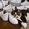 cat, sneakers, nike_air, white_shoes, wooden_floor, relaxed_cat, shoe_collection, indoor, pet, feline, flooring, casual, footwear, resting, cozy, tabby_cat, white_fur, brown_fur, comfortable, fashion