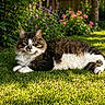 animal, backyard, cat, colorful, daylight, feline, flowers, fluffy, garden, grass, greenery, leafy, lying_down, nature, outdoor, peaceful, pet, relaxed, summer, sunlight