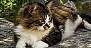 Duke joined the competition — help win amazing prizes! cat, tabby, white_fur, animal, pet, outdoor, stone, sunlight, greenery, nature, relaxing, feline, whiskers, ears, paws, fur, resting, daylight, mammal, closeup