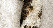 Duke is registered to the contest to win money with this photo: animal, cat, comfort, cozy, cute, feline, fluffy, fur, indoor, long_hair, paws, pet, relaxed, resting, sleeping, soft_texture, stretched_out, tail, whiskers, white_blanket