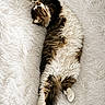Duke is registered to the contest to win money with this photo: cat, fluffy, long_hair, sleeping, stretched_out, white_blanket, soft_texture, cozy, pet, animal, relaxed, indoor, cute, feline, resting, comfort, fur, whiskers, paws, tail