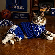 Duke is registered to the contest to win money with this photo: cat, indoor, sports, basketball, jersey, duke, memorabilia, pom_pom, floor, wooden_floor, flag, basketball_court_photo, cup, hat, feline, pet, portrait, animal, resting, clothing