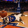 animal, ball, basketball, basketball_court, cat, court_floor, crowd, fan, feline, headband, indoor, mascot, new_york_knicks, pet, relaxed, sporting_event, sports, sports_jersey, stadium, team_spirit