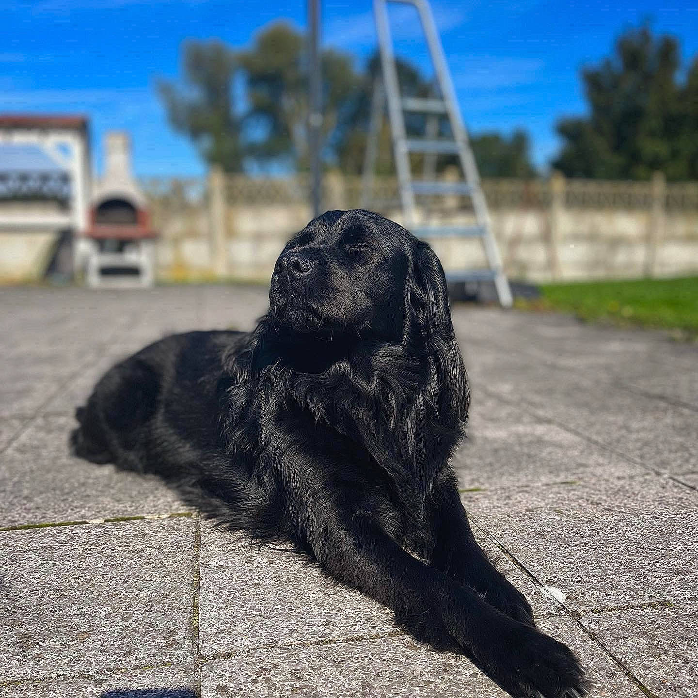Flocky participe au concours pour gagner de l'argent avec cette photo : art, asphalt, automotive_tire, carnivore, companion_dog, dog, dog_breed, fur, grass, road_surface, sculpture, sky, snout, soil, sporting_group, tail, terrestrial_animal, tree, whiskers, working_animal