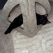 Shadow joined the competition — help win amazing prizes! cat, black_cat, pet_bed, cozy, indoor, carpet, rug, relaxed, animal, feline, home, comfortable, stretching, paw, fabric, soft, resting, cute, domestic, living_room