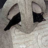 cat, black_cat, pet_bed, cozy, indoor, carpet, rug, relaxed, animal, feline, home, comfortable, stretching, paw, fabric, soft, resting, cute, domestic, living_room