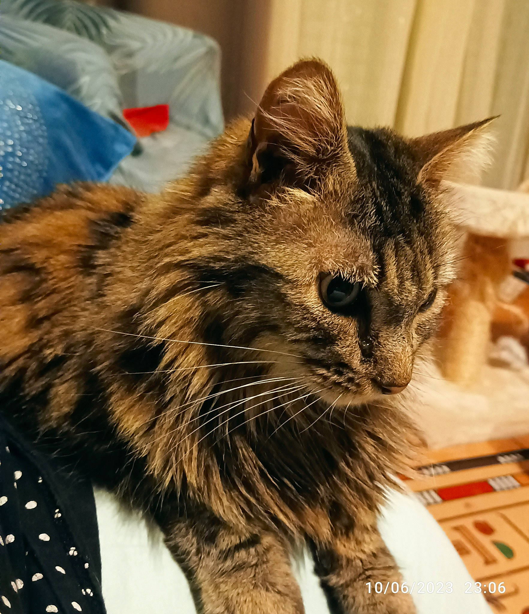 Sybelle a rejoint le concours — aidez-le/la à gagner de superbes lots ! carnivore, cat, claw, domestic_short_haired_cat, felidae, fur, paw, plant, small_to_medium_sized_cats, snout, tail, terrestrial_animal, whiskers, window