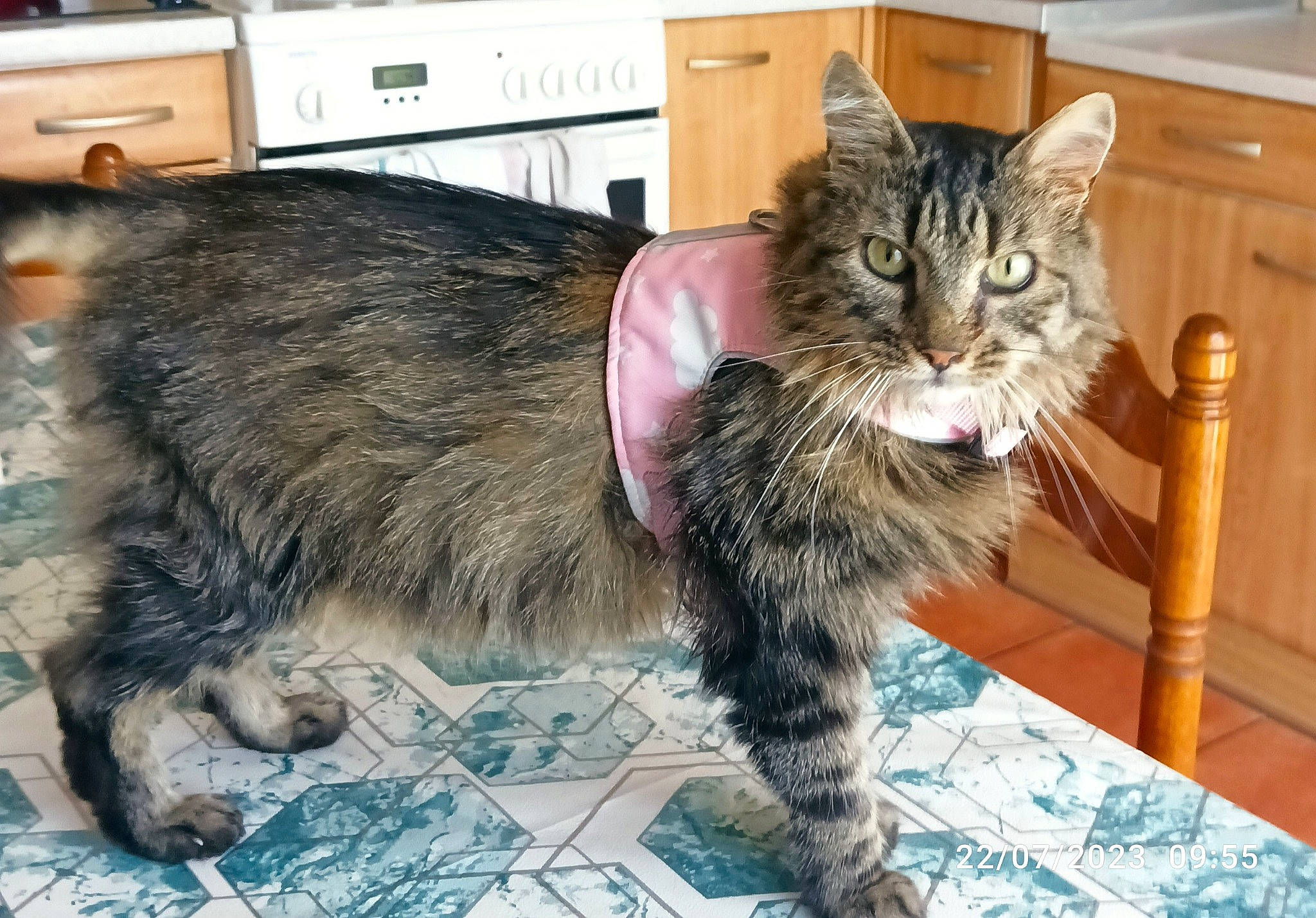 Sybelle participe au concours pour gagner de l'argent avec cette photo : box, cabinetry, carnivore, cat, claw, domestic_short_haired_cat, felidae, flooring, fur, paw, small_to_medium_sized_cats, snout, tail, terrestrial_animal, whiskers