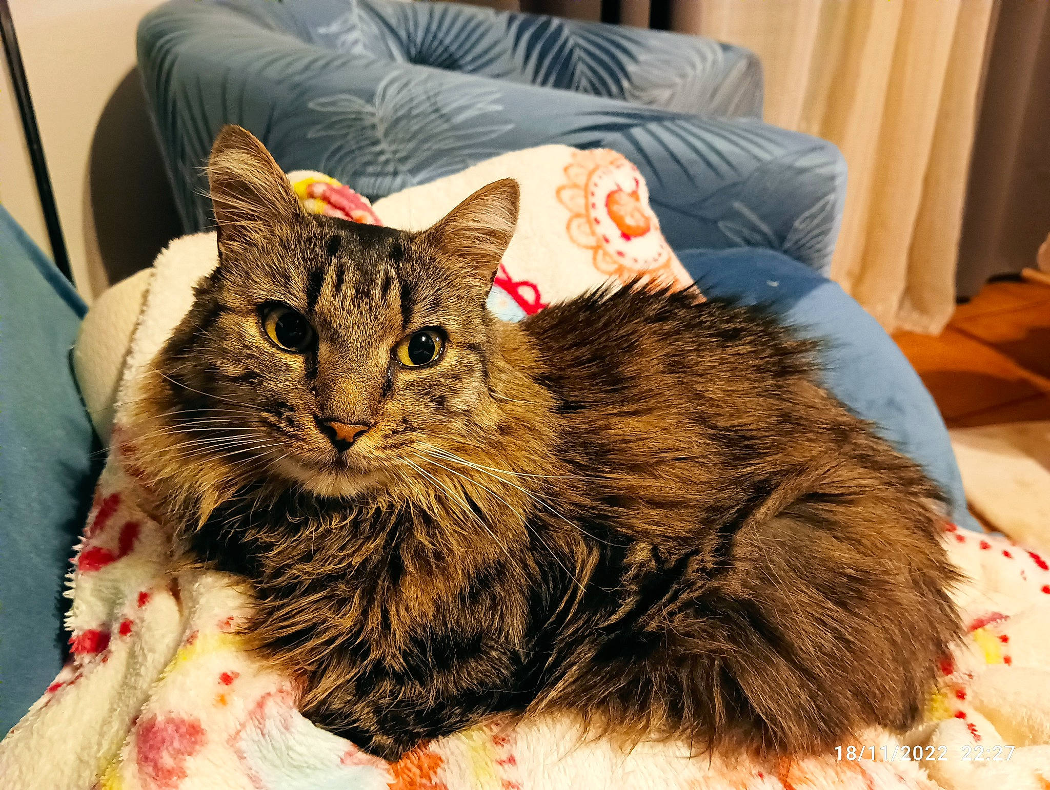Sybelle a rejoint le concours — aidez-le/la à gagner de superbes lots ! carnivore, cat, chair, claw, comfort, couch, curtain, domestic_short_haired_cat, felidae, fur, paw, small_to_medium_sized_cats, snout, terrestrial_animal, whiskers