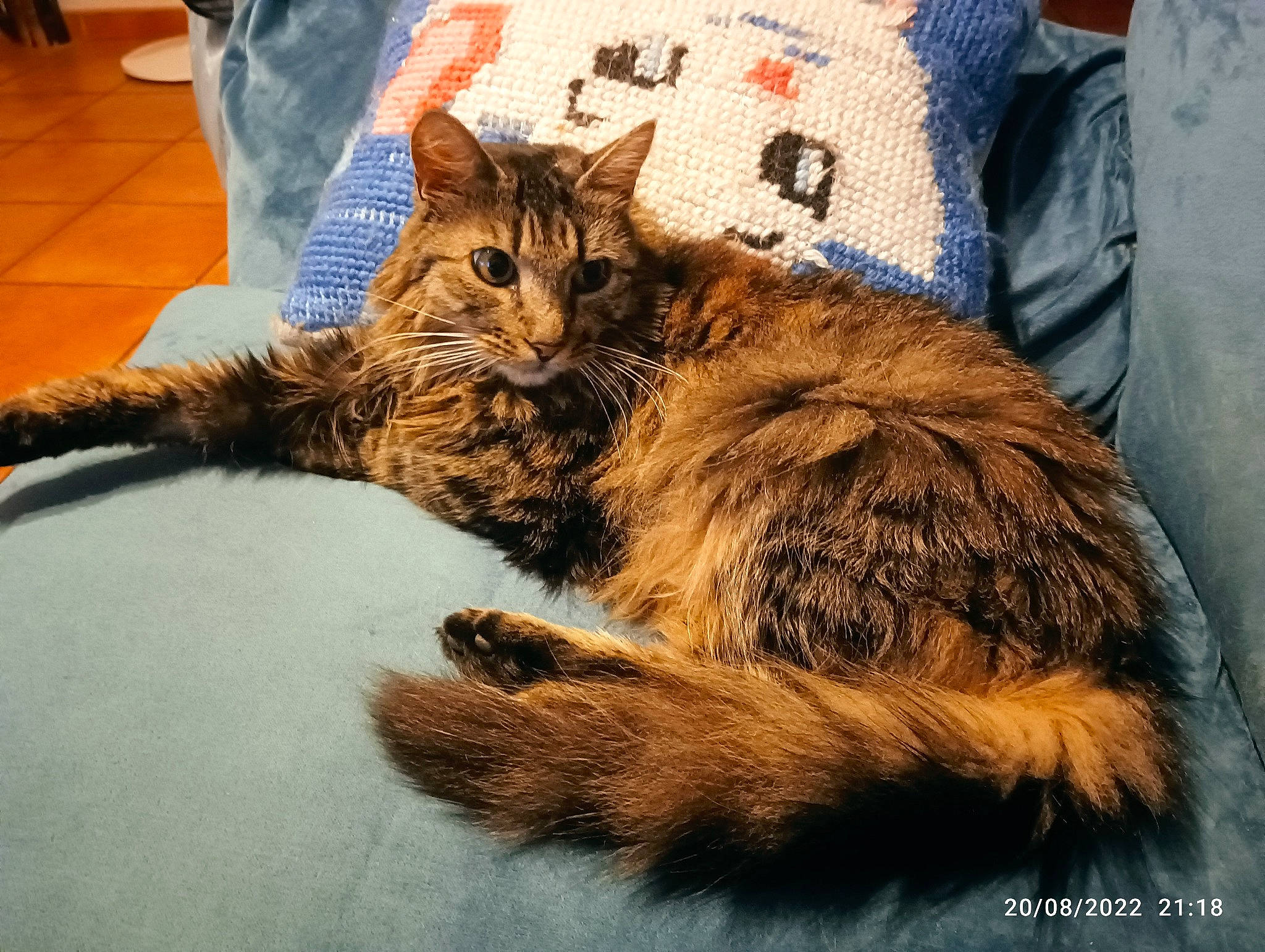 Sybelle a rejoint le concours — aidez-le/la à gagner de superbes lots ! bag, carnivore, cat, claw, comfort, domestic_short_haired_cat, fawn, felidae, flooring, fur, human_leg, maine_coon, nap, paw, small_to_medium_sized_cats, snout, tail, terrestrial_animal, whiskers, wildlife