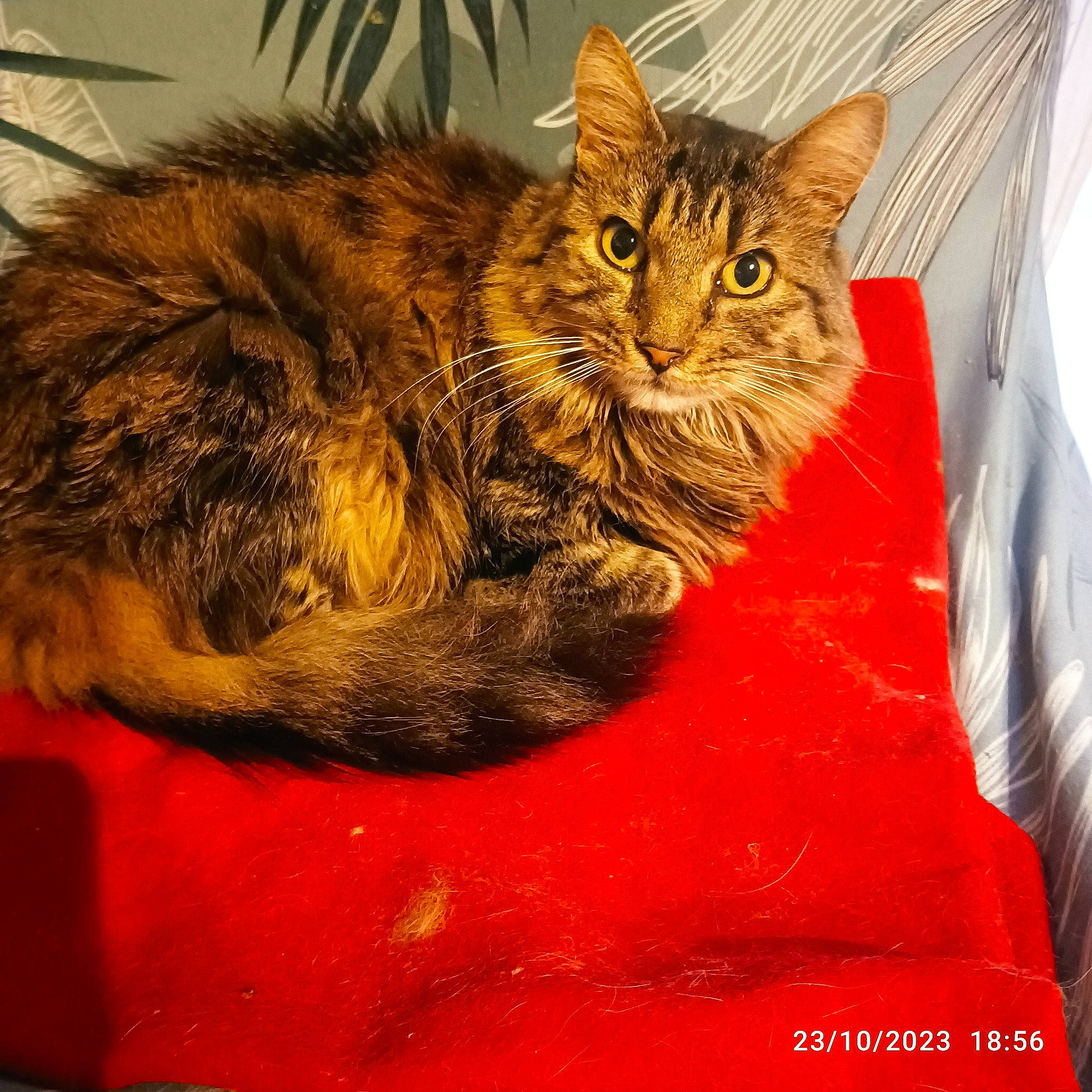 Sybelle participe au concours pour gagner de l'argent avec cette photo : art, carnivore, cat, cat_supply, claw, domestic_short_haired_cat, felidae, fur, paw, small_to_medium_sized_cats, snout, tail, terrestrial_animal, visual_arts, whiskers