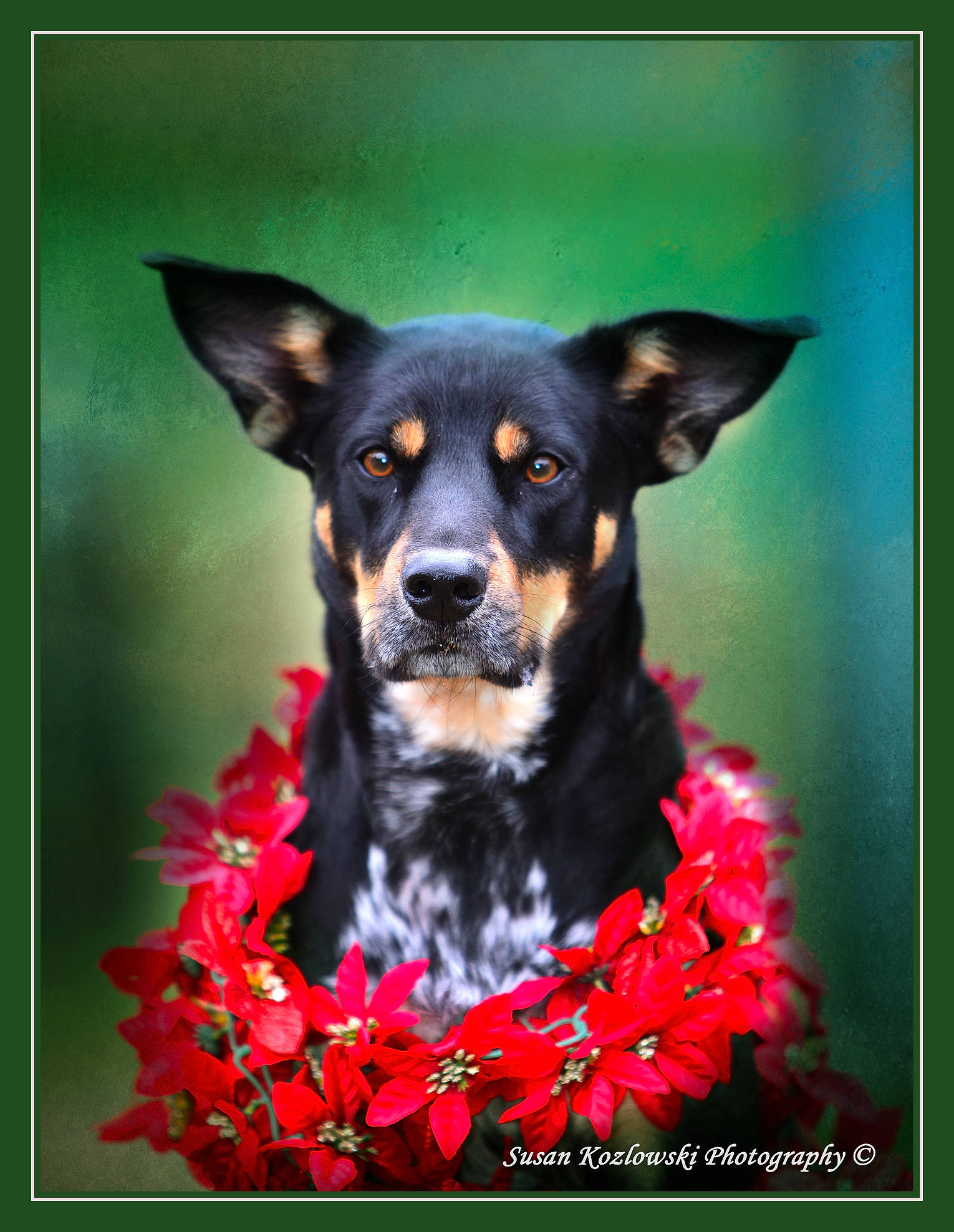 Zena is registered to the contest to win money with this photo: art, canidae, carnivore, companion_dog, dog, dog_breed, fashion_accessory, flower, flowering_plant, font, fur, guard_dog, magenta, petal, plant, rectangle, still_life_photography, toy_dog, working_animal, working_dog
