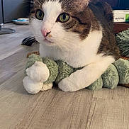 Noam a rejoint le concours — aidez-le/la à gagner de superbes lots ! cat, tabby_cat, white_cat, pet, indoor, floor, plush_toy, caterpillar_toy, wooden_floor, fur, whiskers, ears, paws, green_toy, curious, animal, domestic_cat, closeup, resting, houseplant