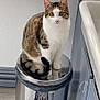cat, tabby, white_fur, trash_can, reflection, kitchen, sink, cabinet, plant, water_bottle, indoor, curious, pet, feline, floor, tail, ears, eyes, sitting, household