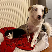 Pumba participe au concours pour gagner de l'argent avec cette photo : dog, cat, pet_bed, blanket, indoor, floor, radiator, white_dog, black_and_white_cat, blue_eyes, furry, cozy, relaxed, animal, companion, fur, tail, resting, home, tile_floor