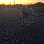 Pumba participe au concours pour gagner de l'argent avec cette photo : puppy, dog, leash, road, sunset, sky, rural, field, grass, nature, outdoor, animal, pet, walking, evening, calm, quiet, landscape, silhouette, peaceful