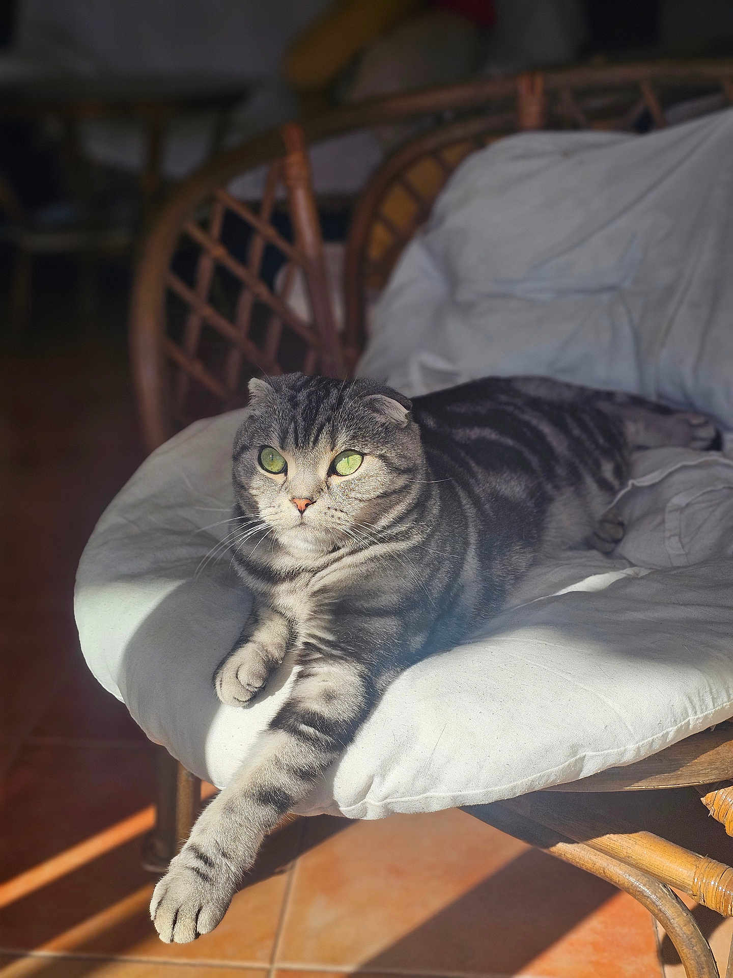 Nico a rejoint le concours — aidez-le/la à gagner de superbes lots ! cat, tabby, green_eyes, sunlight, cushion, wicker_chair, indoor, relaxed, striped_fur, pet, animal, feline, cozy, resting, comfort, home, furniture, floor_tiles, whiskers, paw