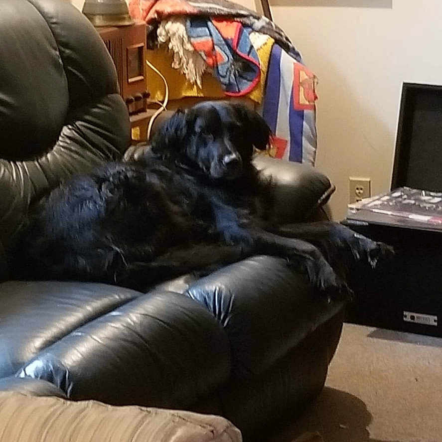 Miss Sasha is registered to the contest to win money with this photo: black_dog, blanket, carpet, comfortable, cozy, decor, dog, electrical_outlet, furniture, home, indoor, lamp, leather_chair, living_room, pet, picture_frame, recliner, relaxing, resting, wooden_table