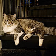 Duty a rejoint le concours — aidez-le/la à gagner de superbes lots ! cat, fluffy, stairs, black, metal, indoor, pet, relaxed, fur, animal, mammal, lying_down, domestic_cat, whiskers, tail, paws, feline, resting, portrait, closeup