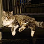 cat, fluffy, stairs, black, metal, indoor, pet, relaxed, fur, animal, mammal, lying_down, domestic_cat, whiskers, tail, paws, feline, resting, portrait, closeup