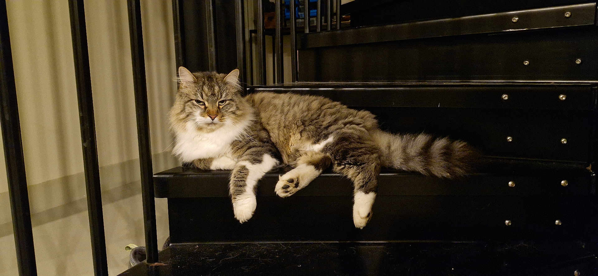 Duty a rejoint le concours — aidez-le/la à gagner de superbes lots ! cat, fluffy, stairs, black, metal, indoor, pet, relaxed, fur, animal, mammal, lying_down, domestic_cat, whiskers, tail, paws, feline, resting, portrait, closeup