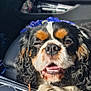 dog, tricolor, cavalier_king_charles_spaniel, car_interior, center_console, paw, close_up, pet, resting, sleepy, cute, animal, vehicle, seat, door_handle, gear_shift, leather, window, sunlight, relaxed