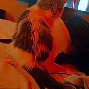 Marylin Monroe joined the competition — help win amazing prizes! animal, bed, blanket, blue_eyes, cat, controller, cozy, domestic, feline, fluffy, fur, home, indoor, night, orange_tint, pet, relaxing, sitting, television, warm_lighting