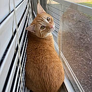 Nala is registered to the contest to win money with this photo: cat, ginger_cat, window, reflection, blinds, indoor, curious, pet, feline, animal, looking_back, close_up, whiskers, yellow_eyes, fur, domestic_cat, cozy, screen_window, daylight, house