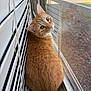 cat, ginger_cat, window, reflection, blinds, indoor, curious, pet, feline, animal, looking_back, close_up, whiskers, yellow_eyes, fur, domestic_cat, cozy, screen_window, daylight, house