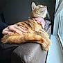 Nala is registered to the contest to win money with this photo: cat, ginger_cat, bandana, pet, hand, couch, window, indoor, feline, fur, relaxed, looking_out_window, animal, domestic_cat, cozy, side_view, whiskers, paws, human_hand, resting