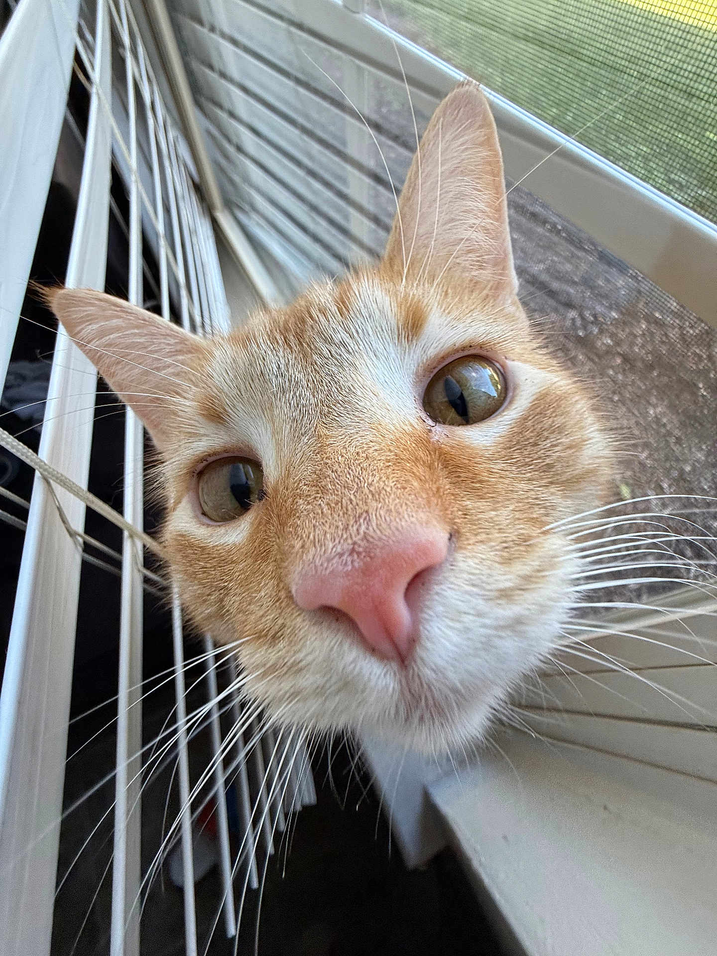 Nala