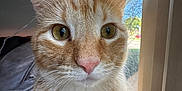 Nala is registered to the contest to win money with this photo: cat, orange_tabby, close_up, indoor, window, curious, pet, feline, whiskers, ears, face, fur, daylight, domestic_animal, animal, looking, portrait, home, natural_light, eyes