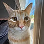 cat, orange_tabby, close_up, indoor, window, curious, pet, feline, whiskers, ears, face, fur, daylight, domestic_animal, animal, looking, portrait, home, natural_light, eyes