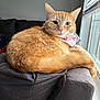Nala joined the competition — help win amazing prizes! cat, orange_tabby, bandana, couch, window, indoor, pet, feline, fur, relaxed, animal, domestic_cat, pink, strawberry_pattern, resting, cozy, side_view, whiskers, tail, looking