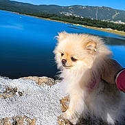 Bella participe au concours pour gagner de l'argent avec cette photo : animal, blue_sky, calm, daytime, dog, fluffy, hand, lake, landscape, mountain, nature, outdoor, person, pet, pomeranian, rock, scenic, sky, sunlight, water