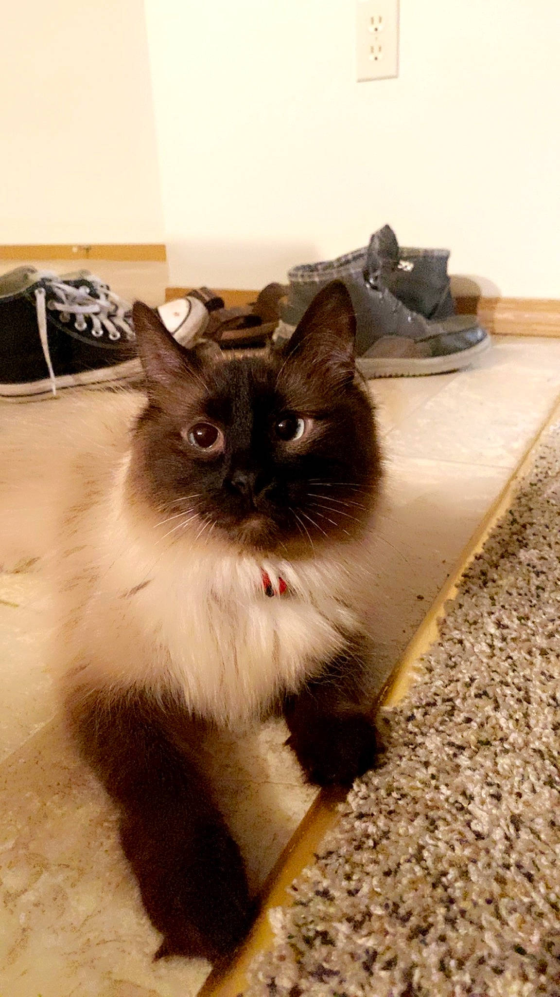 Cleo joined the competition — help win amazing prizes! birman, box, carnivore, cat, claw, fawn, felidae, flooring, fur, hardwood, paw, ragdoll, siamese, small_to_medium_sized_cats, snout, tail, terrestrial_animal, thai, whiskers, wood