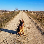 Ouka participe au concours pour gagner de l'argent avec cette photo : belgian_shepherd_malinois, canidae, carnivore, dog, dog_breed, east_european_shepherd, german_shepherd_dog, king_shepherd, mountain, old_german_shepherd_dog, road, sky, working_dog