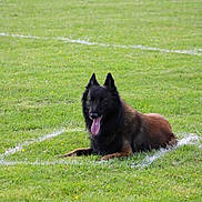 Sultan participe au concours pour gagner de l'argent avec cette photo : dog, belgian_shepherd, grass, outdoor, field, animal, pet, tongue_out, lying_down, greenery, nature, canine, mammal, relaxed, summer, daytime, ears_up, fur, friendly, playful