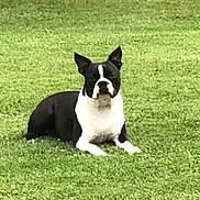 Chief is registered to the contest to win money with this photo: dog, boston_terrier, grass, outdoor, pet, animal, lying_down, black_and_white, canine, nature, park, grass_field, mammal, domestic_animal, alert, young_dog, ears_up, four_legs, resting, daylight