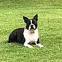 dog, boston_terrier, grass, outdoor, pet, animal, lying_down, black_and_white, canine, nature, park, grass_field, mammal, domestic_animal, alert, young_dog, ears_up, four_legs, resting, daylight