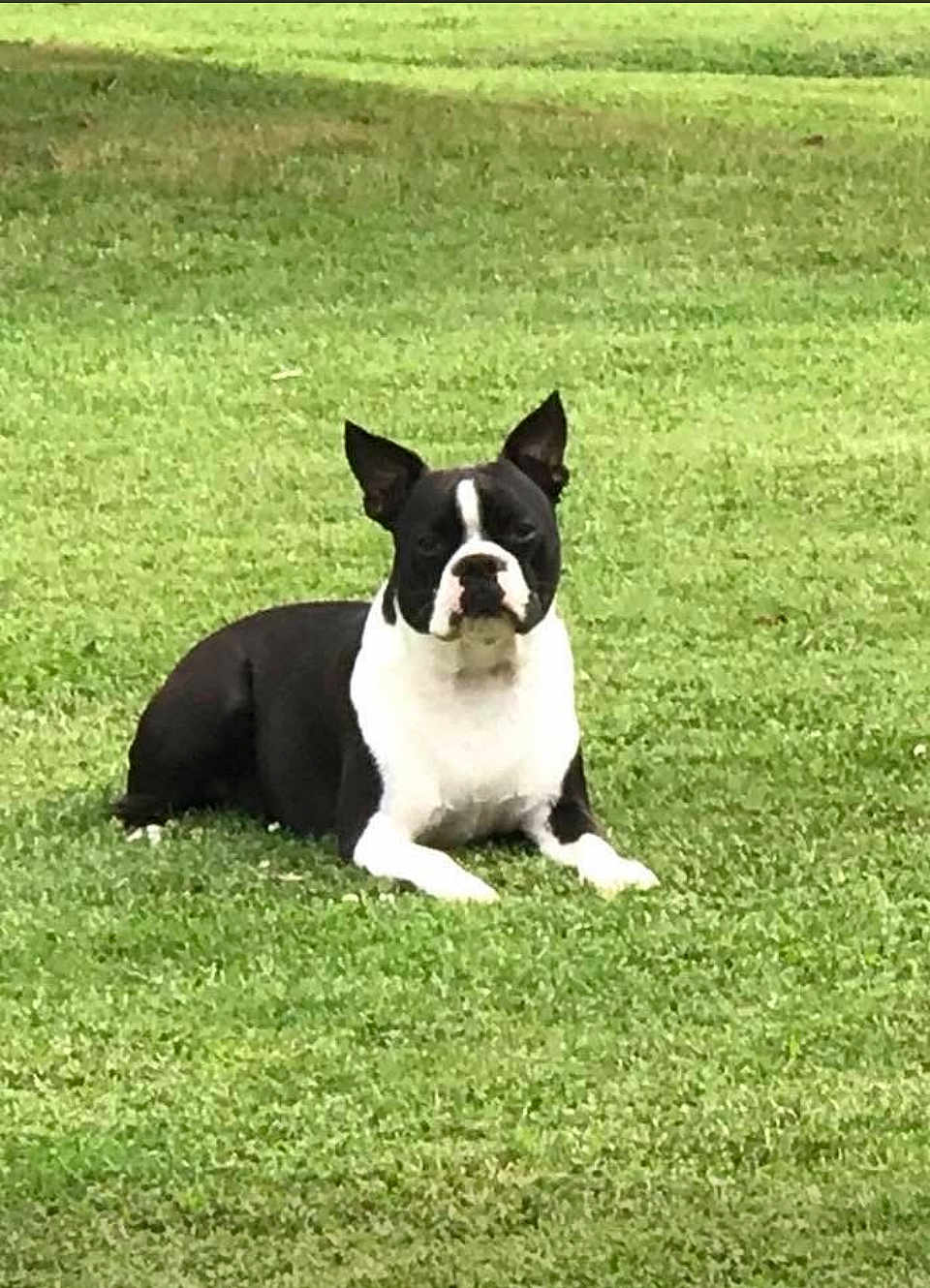 Chief is registered to the contest to win money with this photo: dog, boston_terrier, grass, outdoor, pet, animal, lying_down, black_and_white, canine, nature, park, grass_field, mammal, domestic_animal, alert, young_dog, ears_up, four_legs, resting, daylight