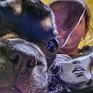 Zoey joined the competition — help win amazing prizes! dog, close_up, nose, eye, person, face, blurred_background, tshirt, graphic_tshirt, indoor, yellow_wall, black_fur, pet, animal, portrait, canine, snout, whiskers, human, casual