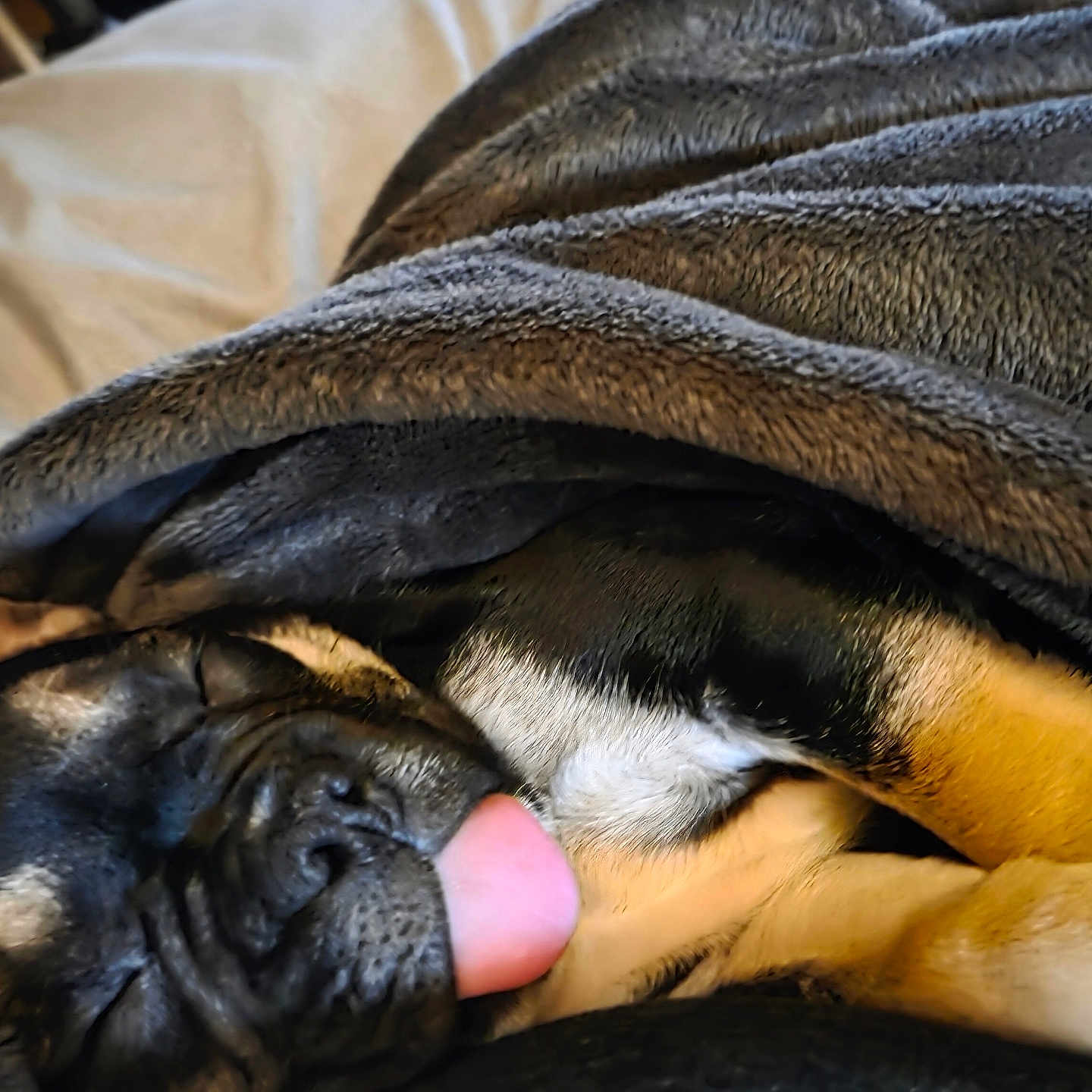Zoey is registered to the contest to win money with this photo: animal, black_fur, blanket, brown_fur, canine, close_up, comfort, cozy, cute, dog, fur, home, indoor, nap, pet, relaxed, resting, sleeping, snuggled, tongue_out