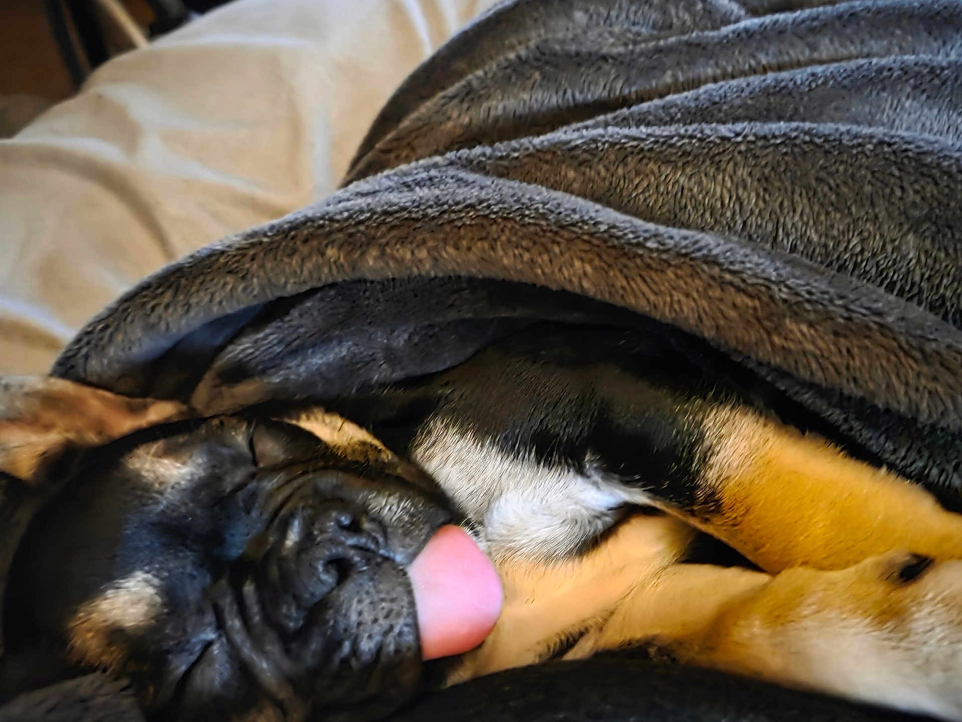 Zoey is registered to the contest to win money with this photo: dog, sleeping, blanket, tongue_out, cozy, pet, fur, resting, cute, indoor, animal, black_fur, brown_fur, snuggled, relaxed, close_up, canine, home, comfort, nap