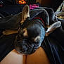 Zoey is registered to the contest to win money with this photo: dog, blanket, lap, fireplace, indoor, resting, cozy, black_dog, ears, pet, fur, red_collar, comfort, warmth, relaxation, snuggle, home, furniture, person, animal