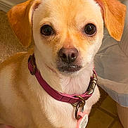 Tatiana joined the competition — help win amazing prizes! alert, animal, brown_dog, canine, carpet, close_up, collar, companion, cute, dog, domestic_animal, ears, face, fur, indoor, looking_at_camera, pet, pink_collar, small_dog, tile_floor