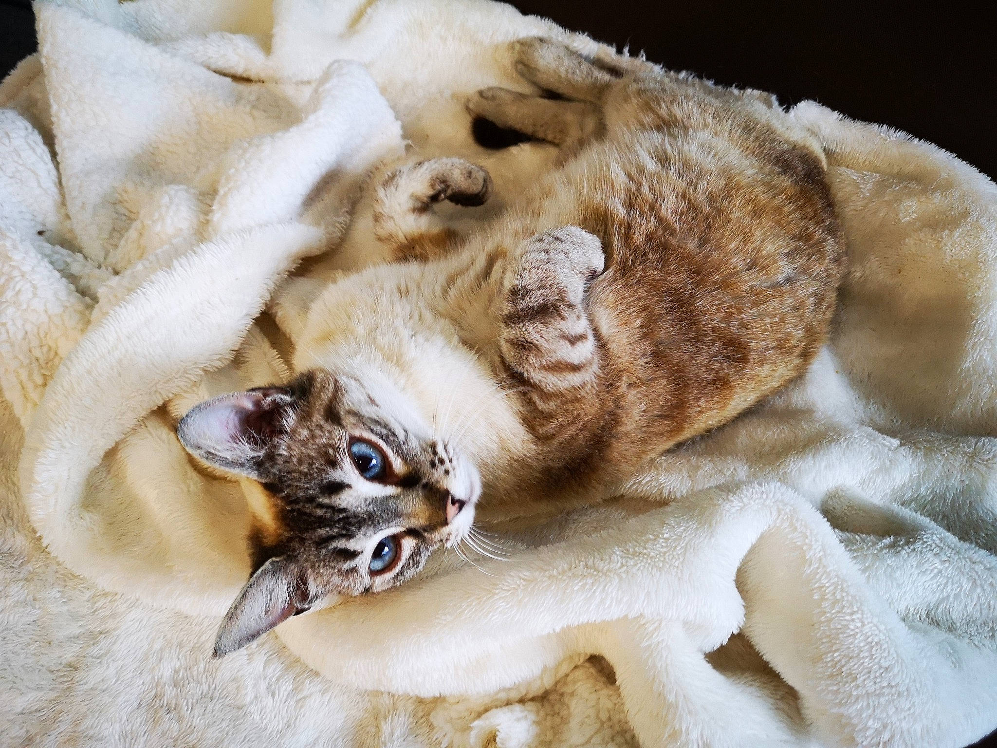 Nounou participe au concours pour gagner de l'argent avec cette photo : carnivore, cat, claw, fawn, felidae, fur, paw, small_to_medium_sized_cats, whiskers