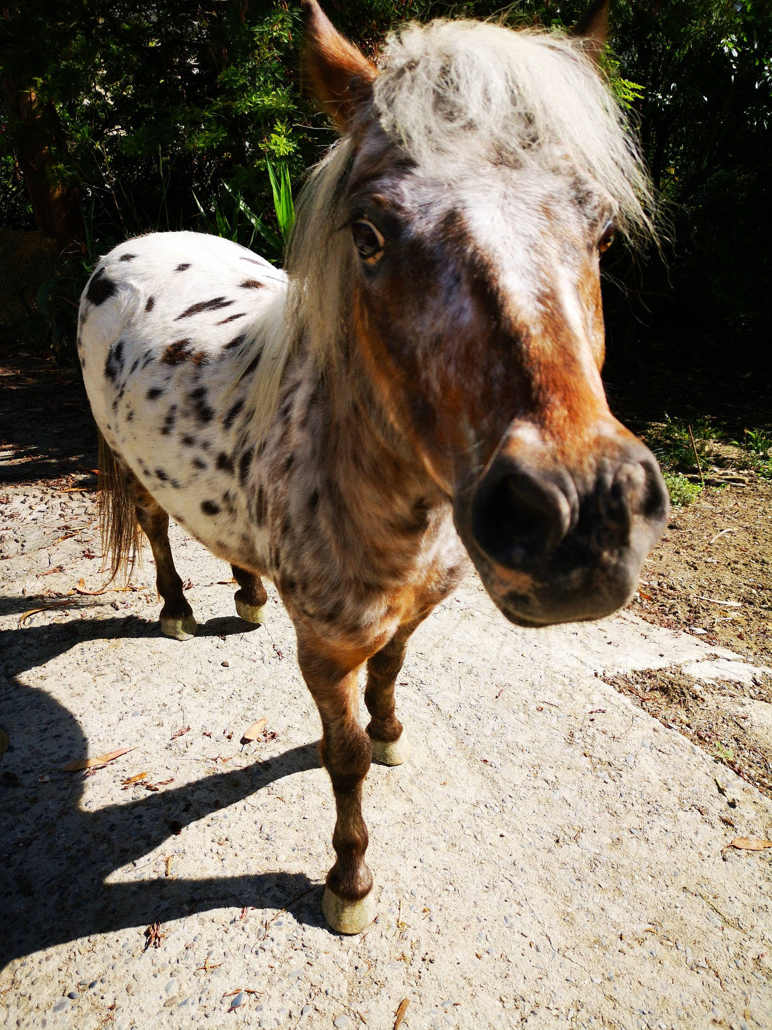 Spirit a rejoint le concours — aidez-le/la à gagner de superbes lots ! eye, grass, hair, horse, landscape, livestock, mammal, mane, mare, mustang_horse, organism, plant, pony, ranch, snout, stallion, terrestrial_animal, tree, vertebrate, wildlife